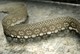 Gipiura bawełniana kremowa 2,5 cm